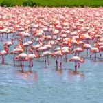 Flamingo Flock at Lake Nakuru